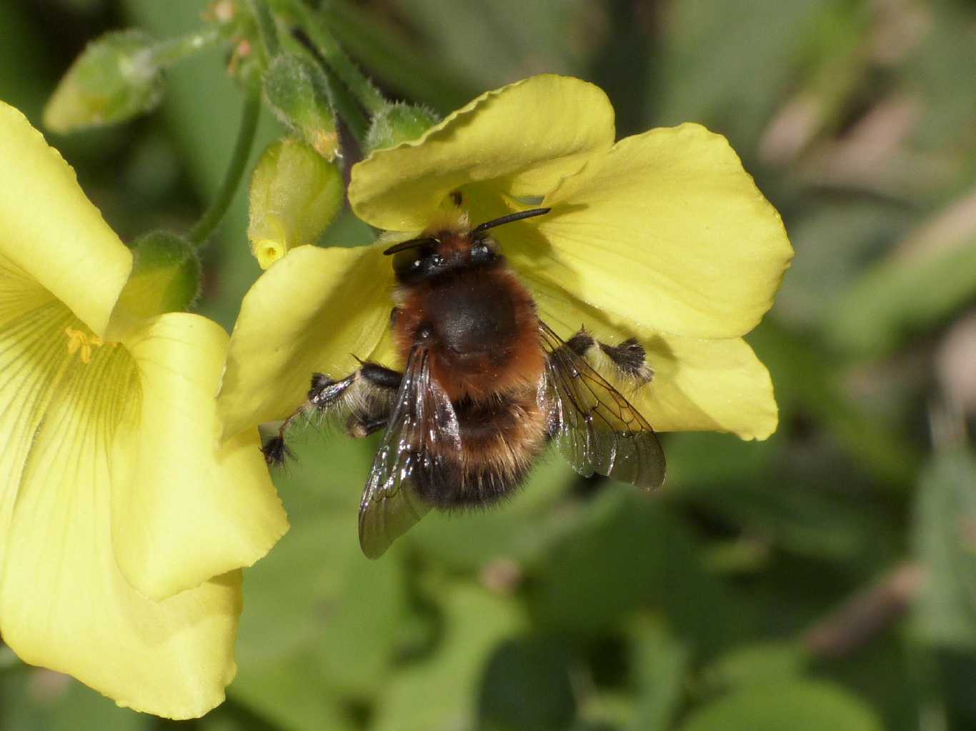 Maschio di Anthophora plumipes